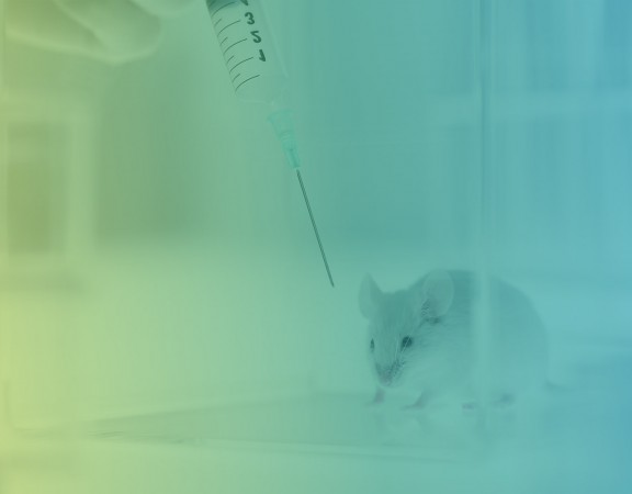 Syringe above mouse in laboratory
